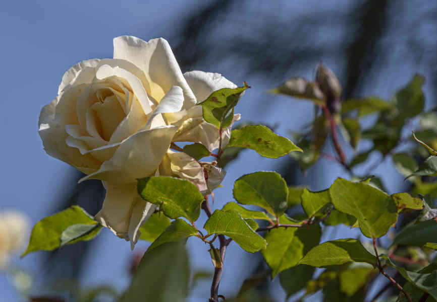 Rosa blanca - parque de Cervantes - Barcelona - Catalunya 1.jpg